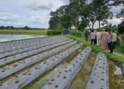 BUMDesa Pakombes Rancagede Siap Garap Lahan Desa untuk Tanam Jagung, Bawang, Ternak Kambing, dan Budidaya Ikan