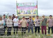 BUMDesa Maju Jaya Tanam Jagung Hibrida dan Bawang, Perkuat Ketahanan Pangan Desa Waliwis