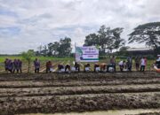 BUMDesa Pakombes Rancagede Optimalkan Lahan Desa untuk Ketahanan Pangan 2025