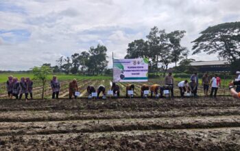 BUMDesa Pakombes Rancagede Optimalkan Lahan Desa untuk Ketahanan Pangan 2025