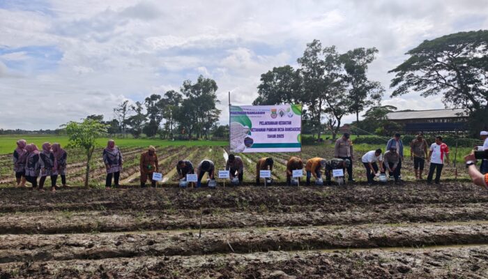 BUMDesa Pakombes Rancagede Optimalkan Lahan Desa untuk Ketahanan Pangan 2025