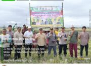 BUMDesa Maju Jaya Desa Waliwis Tanam Jagung Hibrida dan Bawang, Perkuat Ketahanan Pangan di Mekar Baru