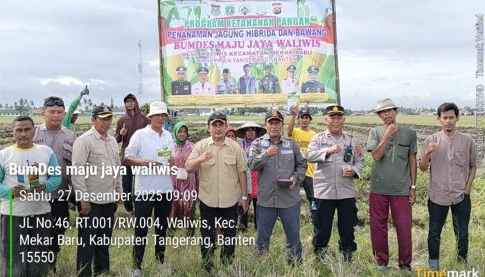 BUMDesa Maju Jaya Desa Waliwis Tanam Jagung Hibrida dan Bawang, Perkuat Ketahanan Pangan di Mekar Baru